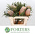 Protea 'Banksia' (Prionotes) (Various Lengths)
