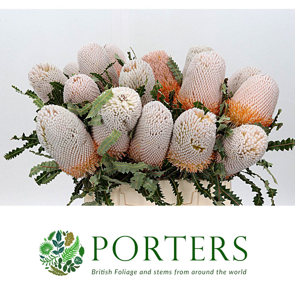 Protea &#39;Banksia&#39; (Prionotes) (Various Lengths)