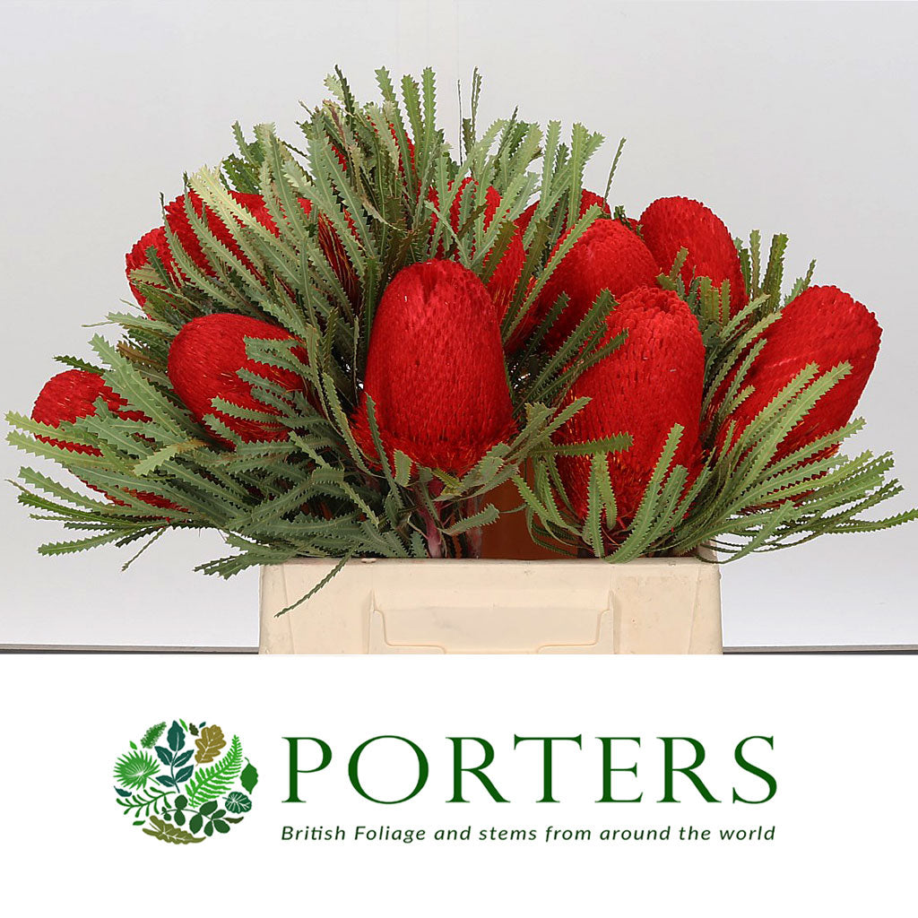 Protea &#39;Banksia&#39; (Hookeri) (Red) (Various Lengths)