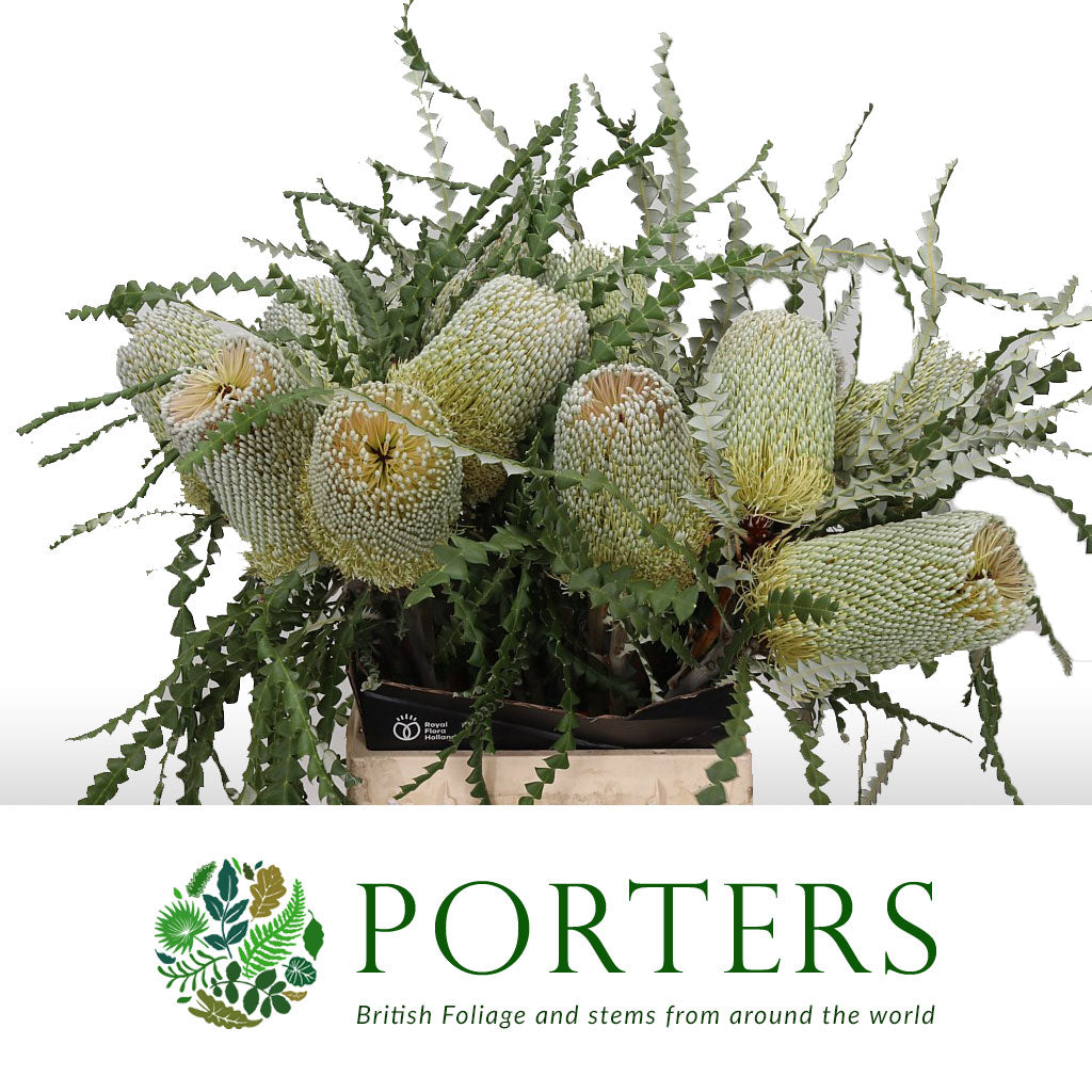 Protea &#39;Banksia&#39; (Speciosa) (Natural) (Various Lengths)