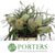 Protea 'Banksia' (Speciosa) (Natural) (Various Lengths)