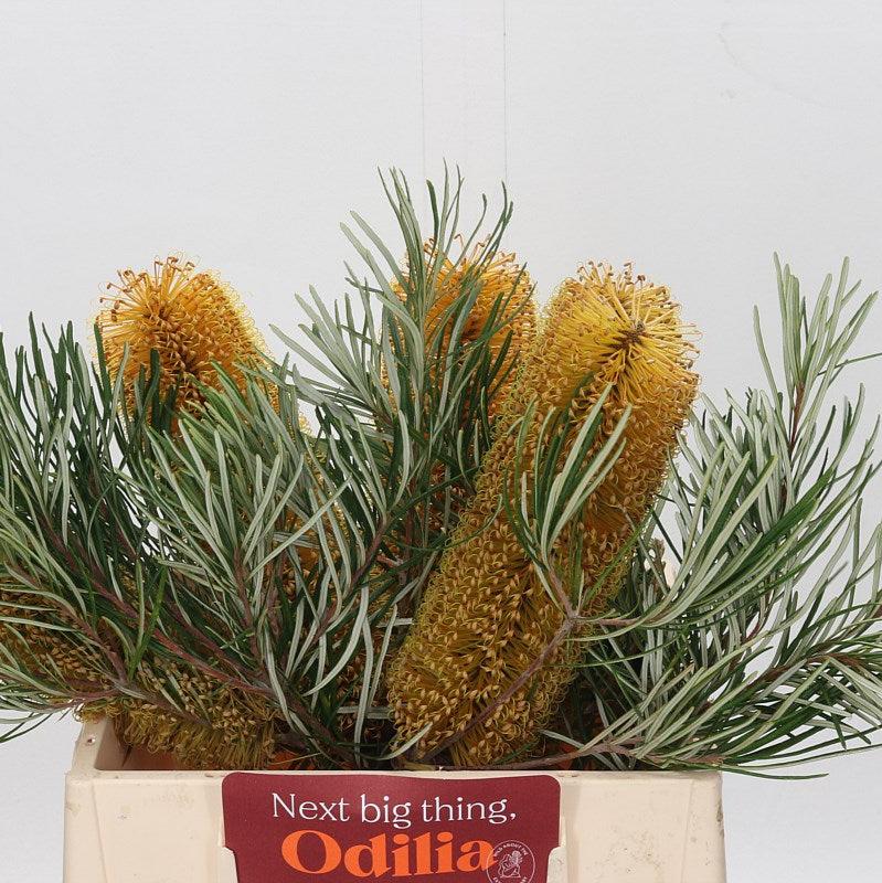 Protea &#39;Banksia&#39; Collina 50cm