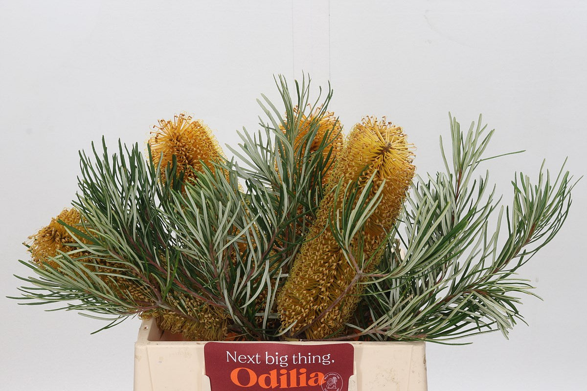 Protea &#39;Banksia&#39; Collina 50cm (x5)