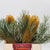 Protea 'Banksia' Collina 50cm