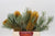 Protea 'Banksia' Collina 50cm (x5)