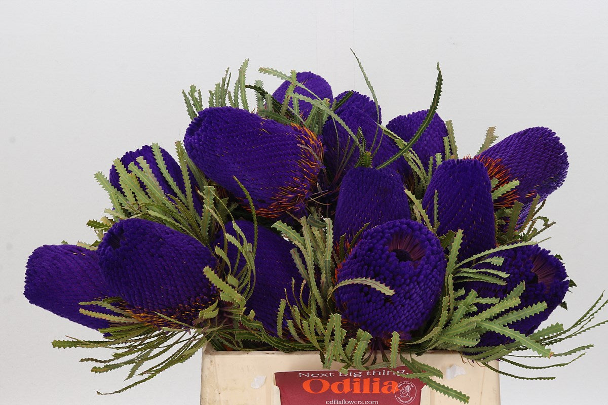 Protea &#39;Banksia&#39; (Hookeri) (Purple) (Various Lengths)