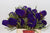 Protea 'Banksia' (Hookeri) (Purple) (Various Lengths)