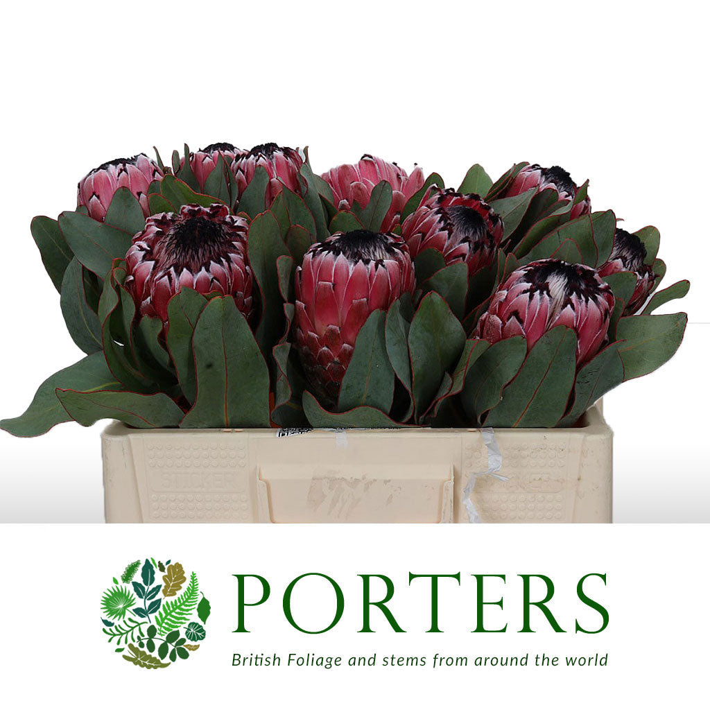 Protea &#39;Barbigera&#39; (Red Magic) (Various Lengths)