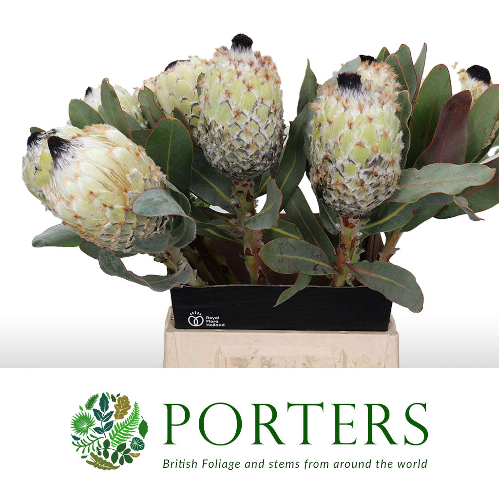 Protea &#39;Barbigera&#39; (Ice Queen) (Various Lengths)