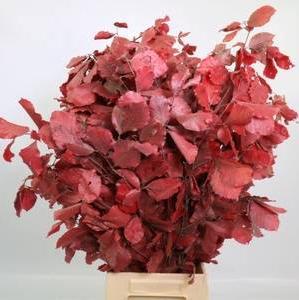 Beech 'Stabilised' 60-80cm (DRY) (150g) (Various Colours)