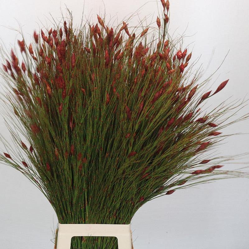 Bell Reed Painted Red 90cm (x10)