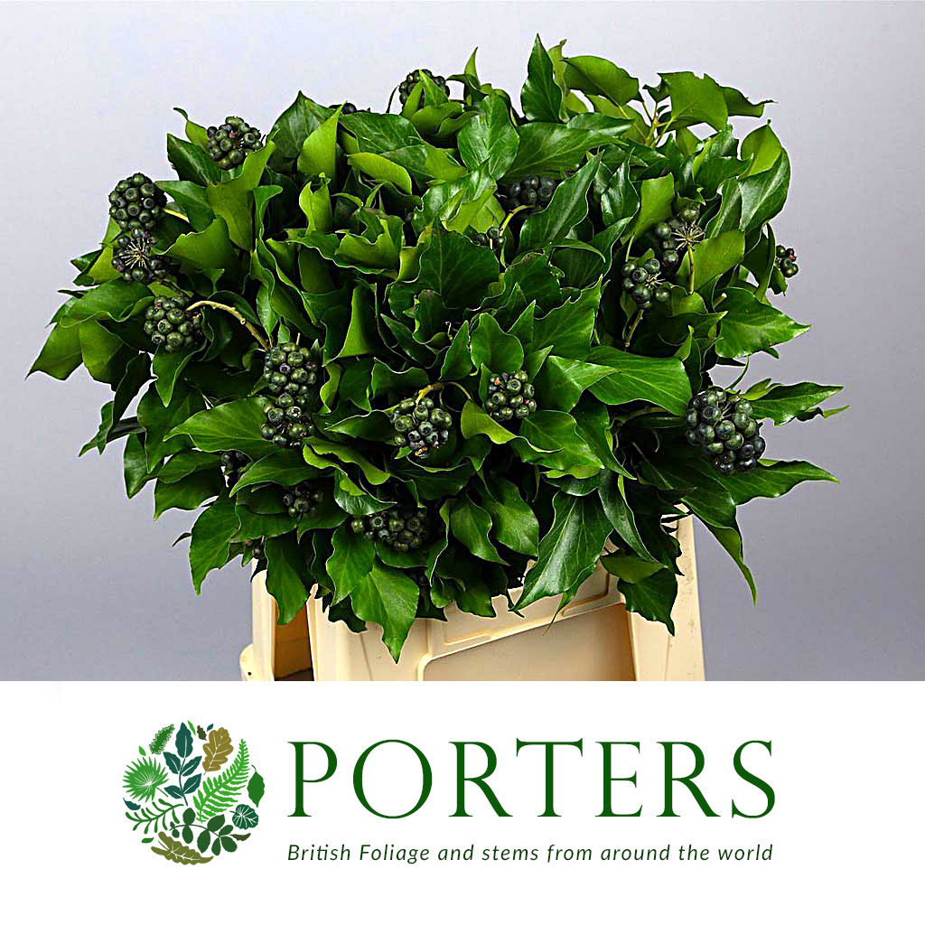 Ivy &#39;Berried&#39; (Various Sizes)