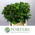 Ivy 'Berried' (Various Sizes)
