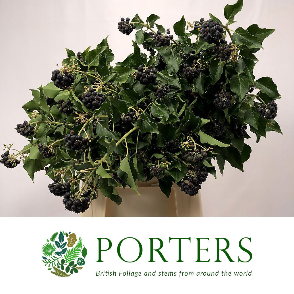 Ivy 'Berried' (Wild) (Various Sizes)