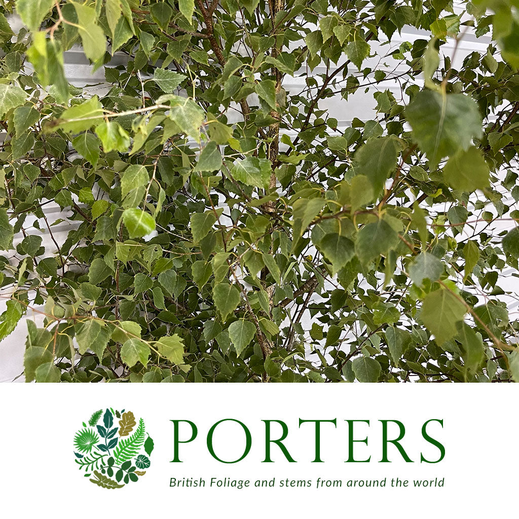 Betula &#39;Fresh in Leaf&#39; (Wild) (Silver Birch) (Various Sizes)