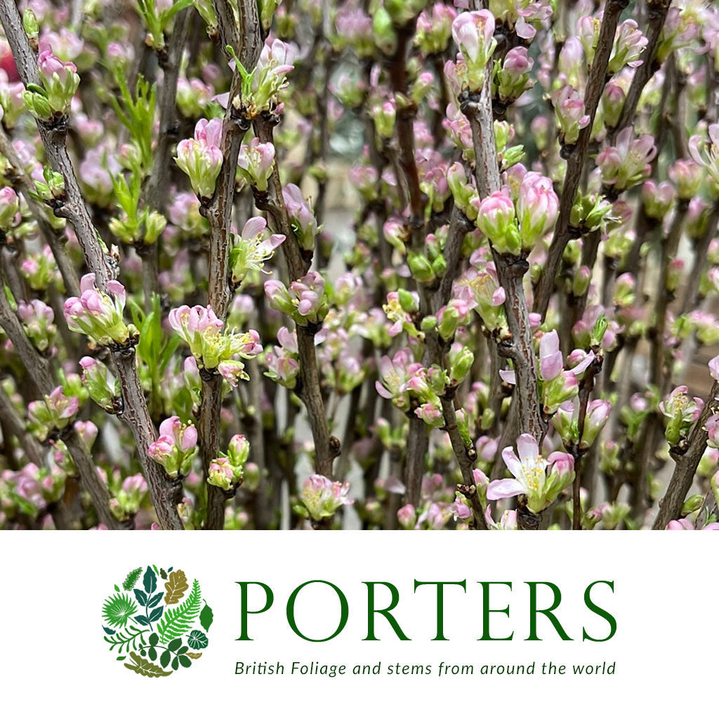 Blossom &#39;Pink&#39; (Cultivated) &#39;Comet&#39; (Various Lenghths)