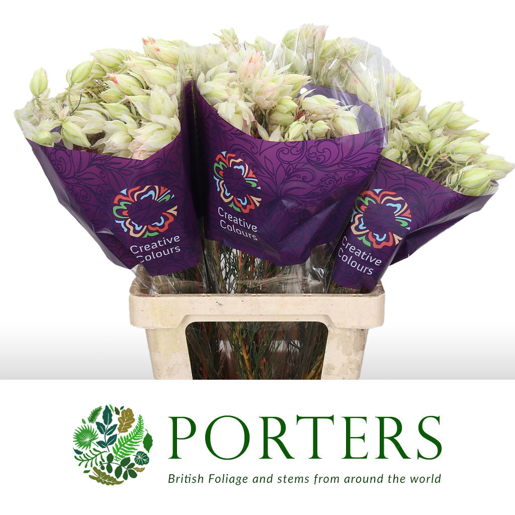 Protea &#39;Blushing Brides&#39; (White) (Various Sizes)