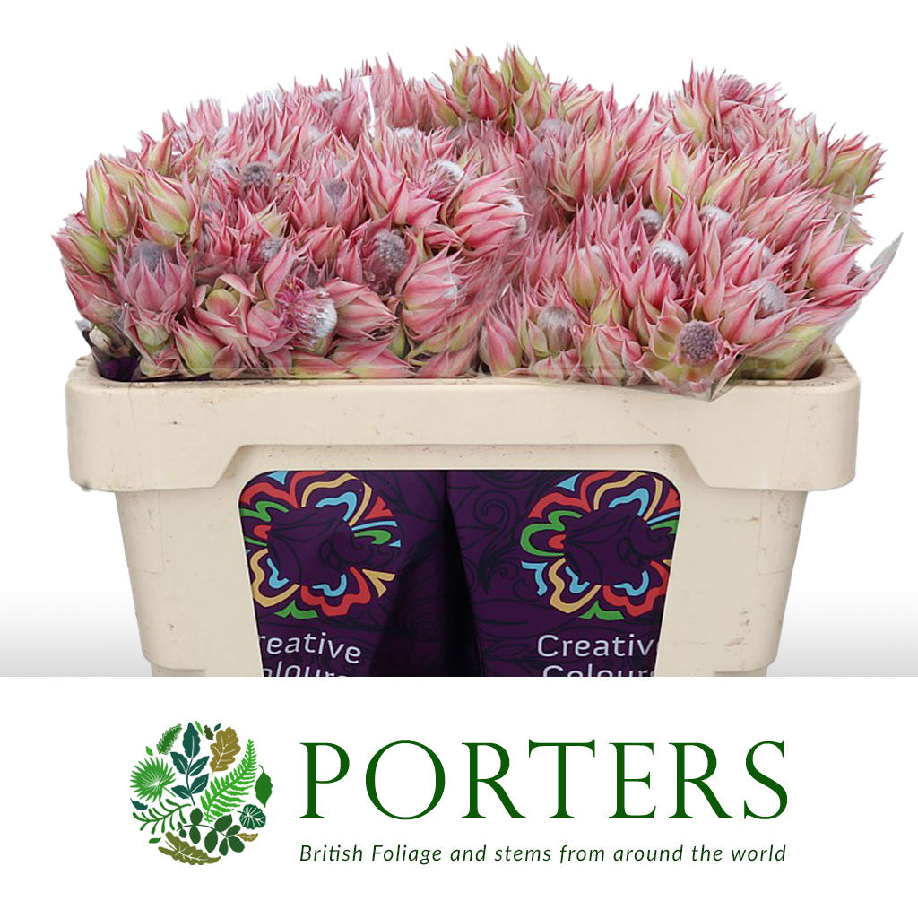 Protea &#39;Blushing Brides&#39; (Pink) (Various Sizes)