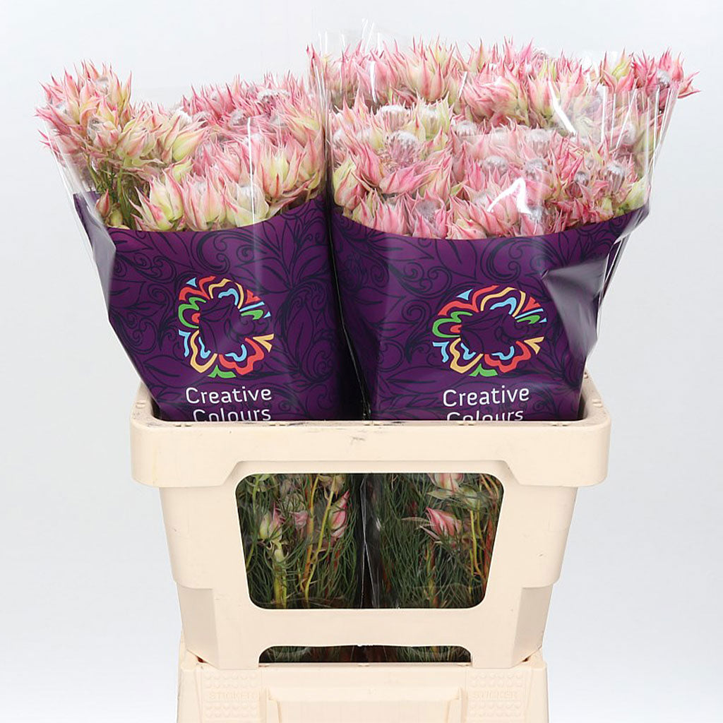 Protea &#39;Blushing Brides&#39; (Pink) (Various Sizes)