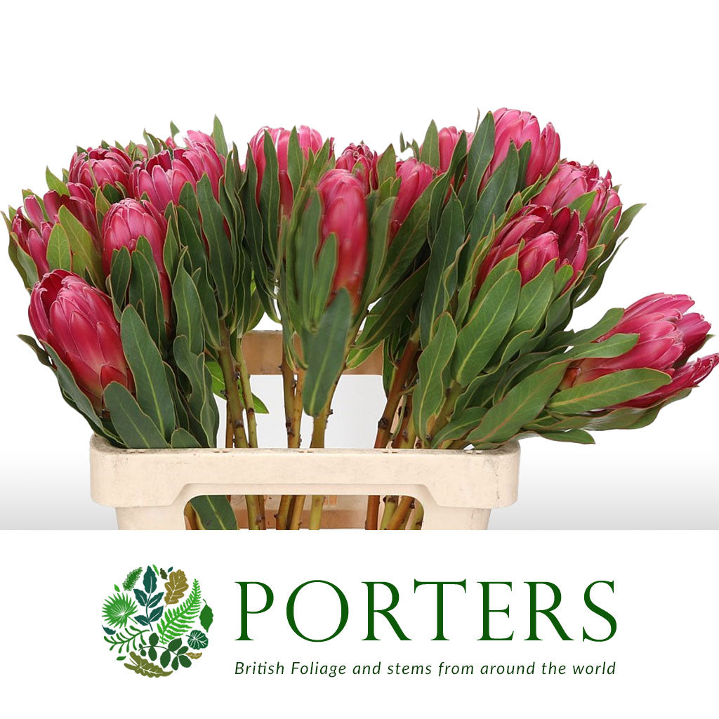 Protea 'Brenda' (Various Lengths)