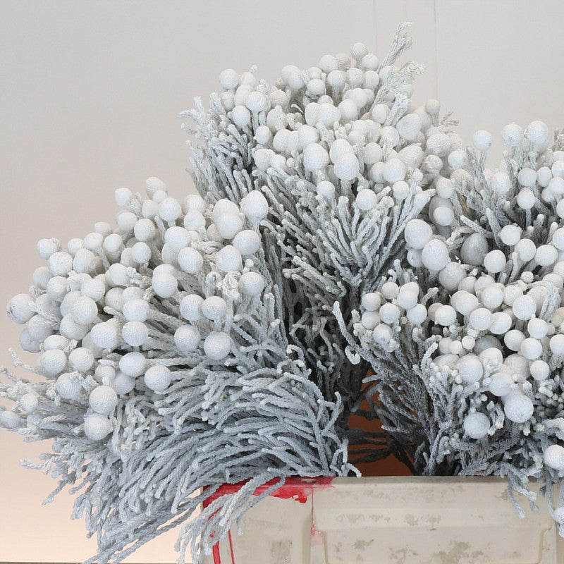 Berzelia &#39;Silver Brunia&#39; (Painted White) 40cm (x10)