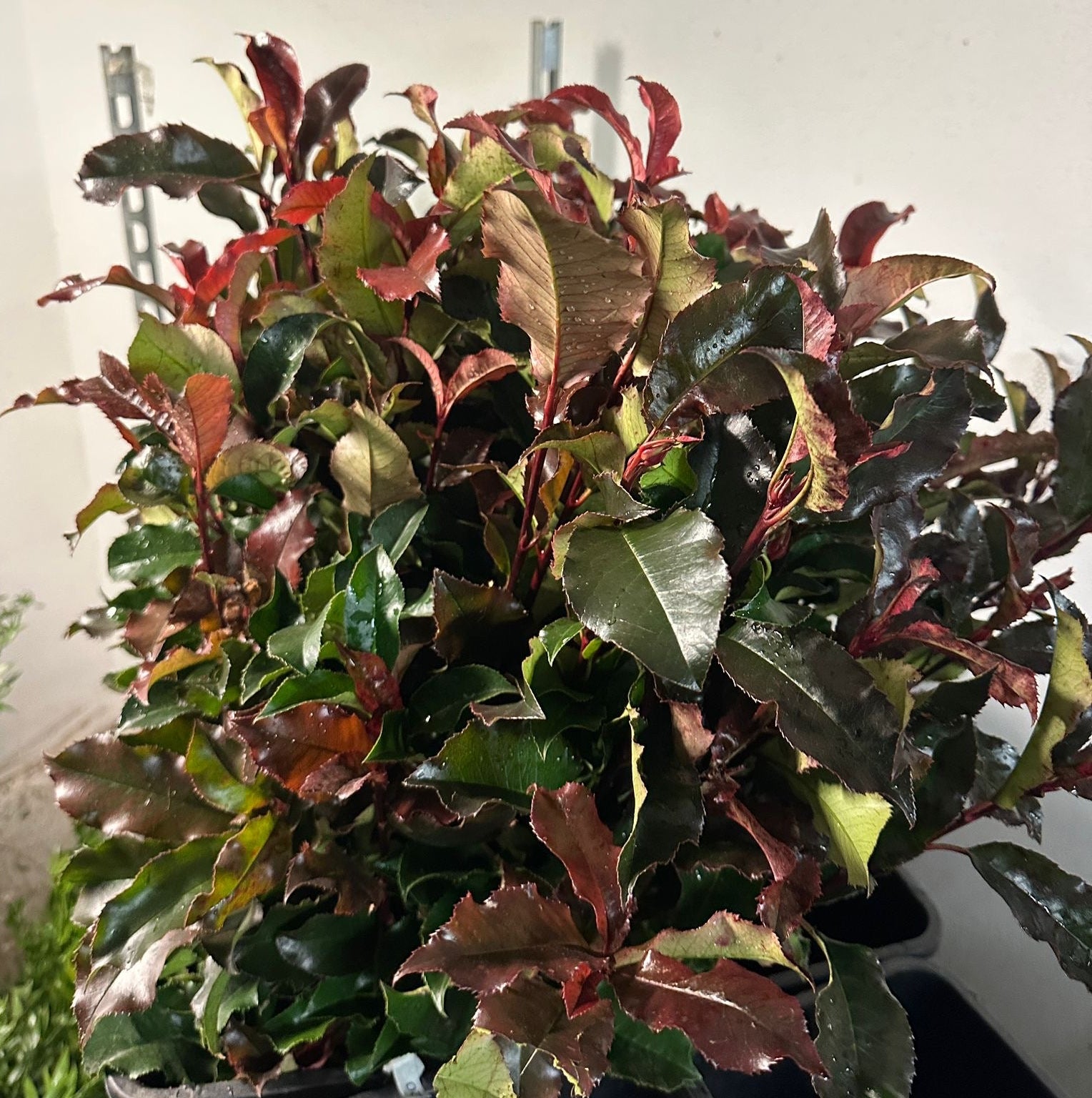 Photinia 'Magic Vulcan' 70cm 300g