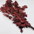 Beech 'Glycerened' (Various Colours) (DRY) 60cm