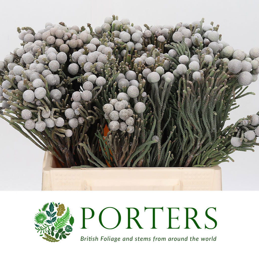 Berzelia &#39;Silver Brunia&#39; (Various Lengths)