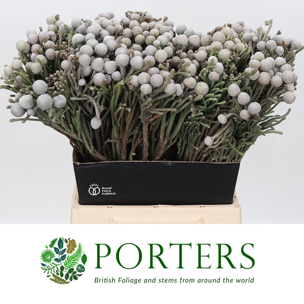 Berzelia &#39;Silver Brunia&#39; (Various Lengths)