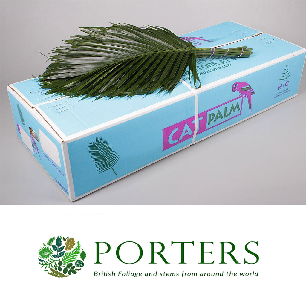 Palm &#39;Chamadorea&#39; Leaves (Various Lengths)