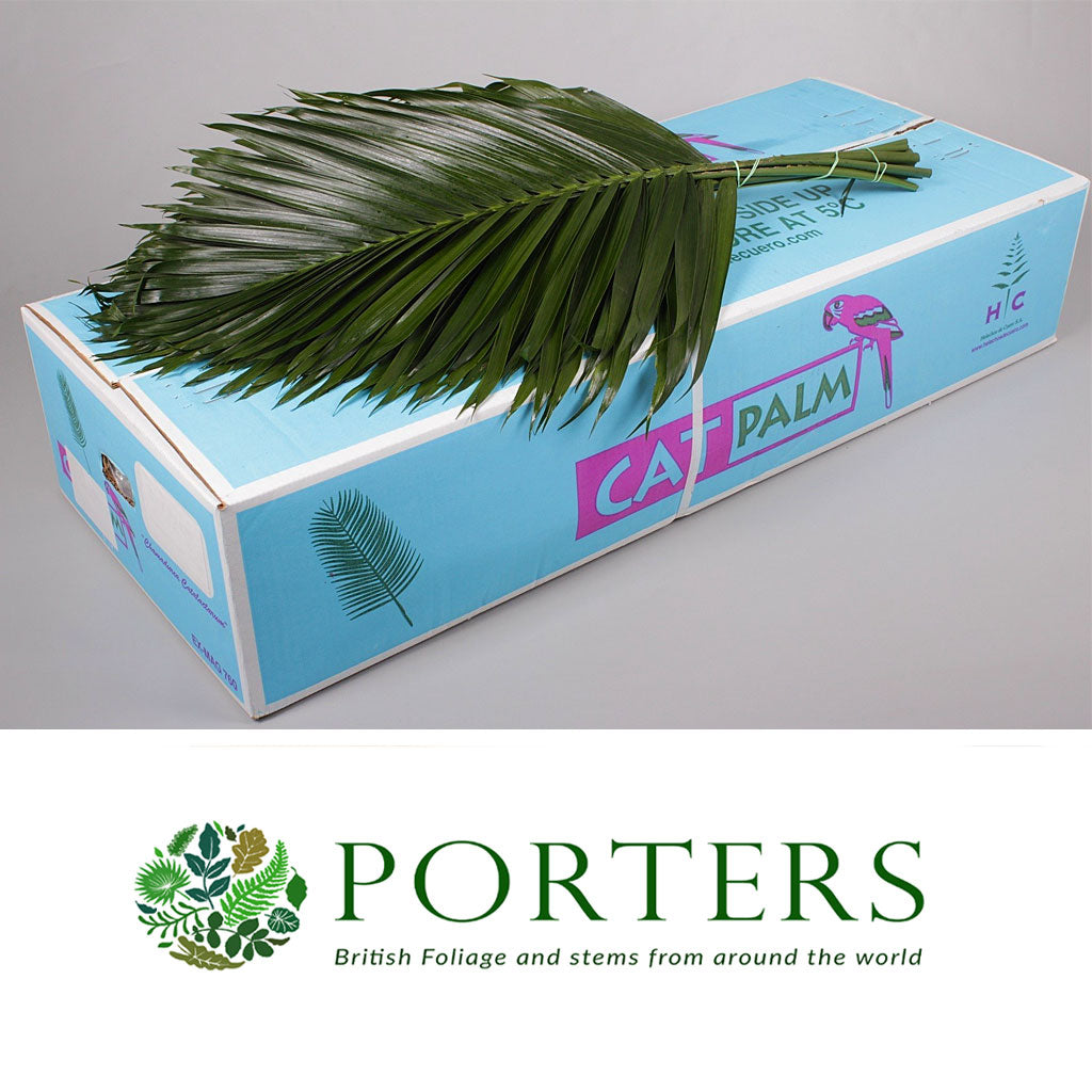 Palm &#39;Chamadorea&#39; Leaves (Various Lengths)