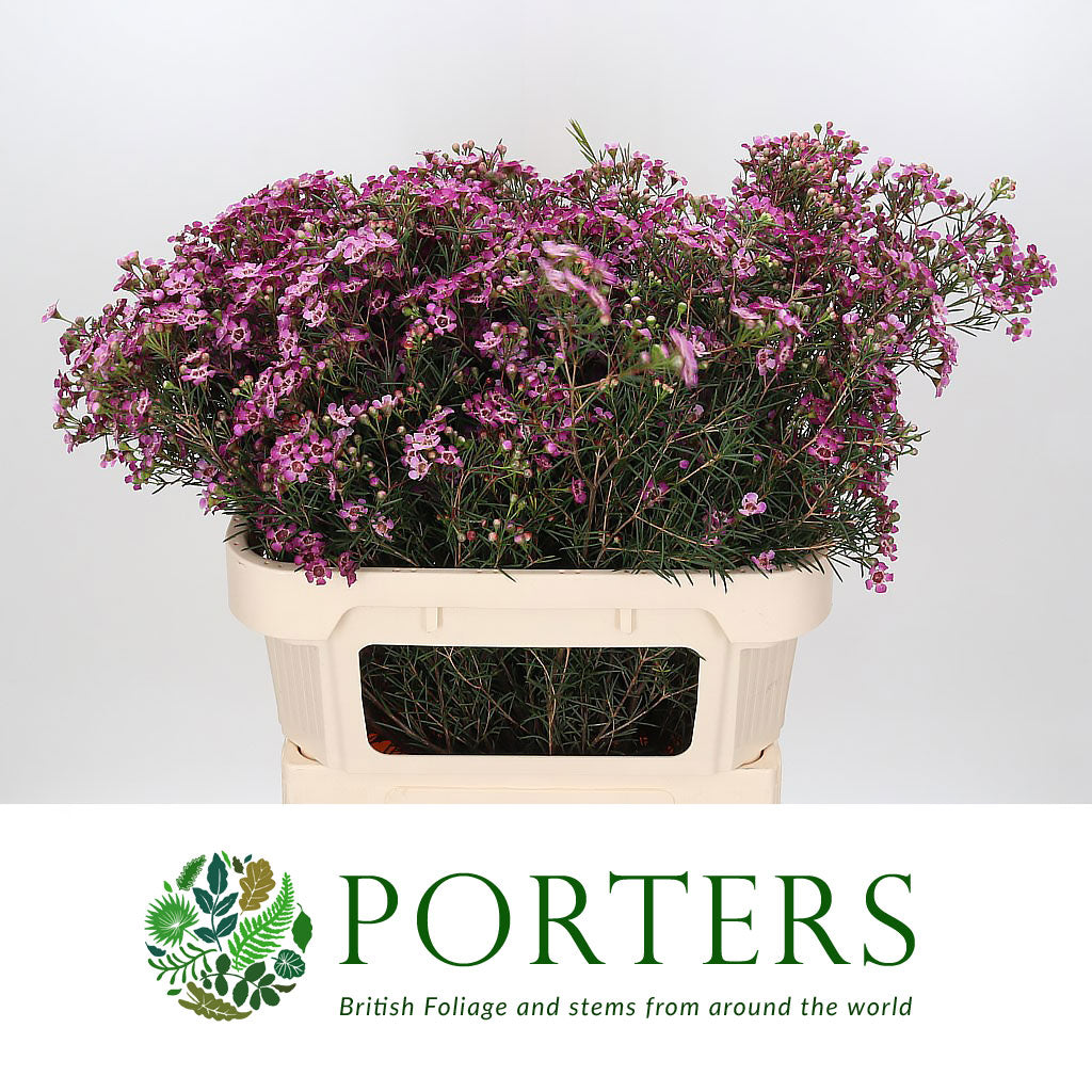 Wax Flower &#39;Jupiter&#39; (Various Lengths)