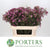 Wax Flower 'Jupiter' (Various Lengths)