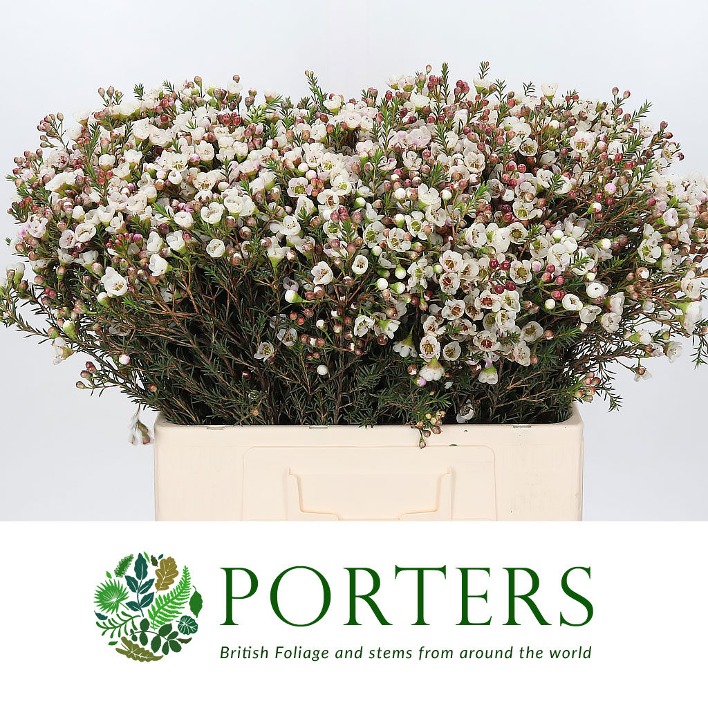 Wax Flower 'Moonlight Delight' (Various Lengths)