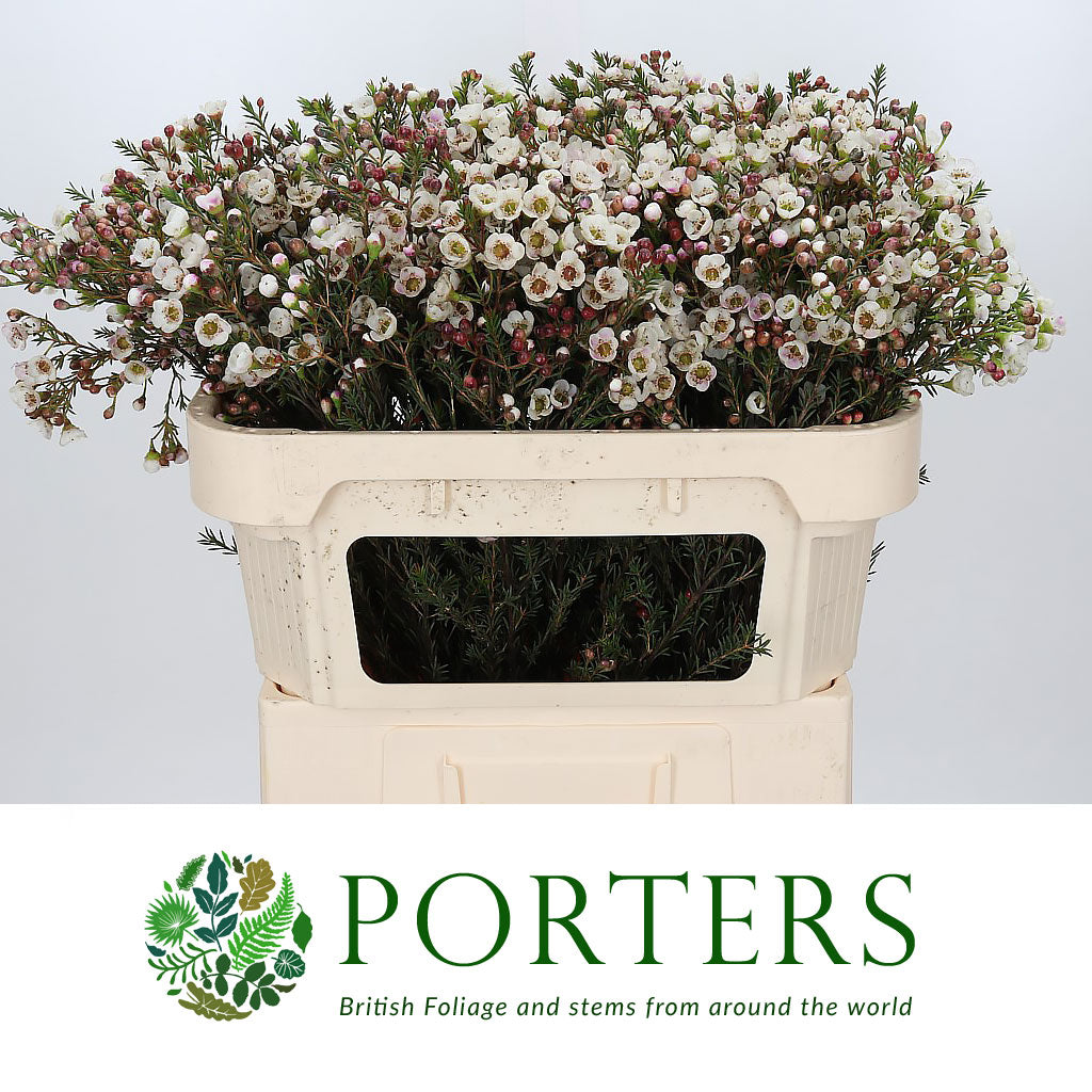 Wax Flower &#39;Moonlight Delight&#39; (Various Lengths)