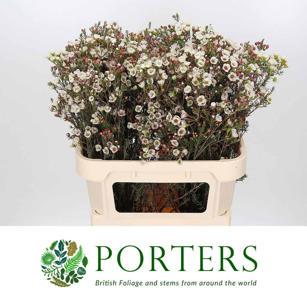 Wax Flower &#39;Moonlight Delight&#39; (Various Lengths)