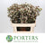 Wax Flower 'Moonlight Delight' (Various Lengths)
