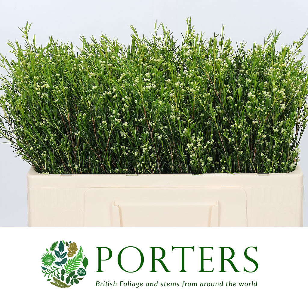Wax Flower 'Ofir' (Various Lengths)