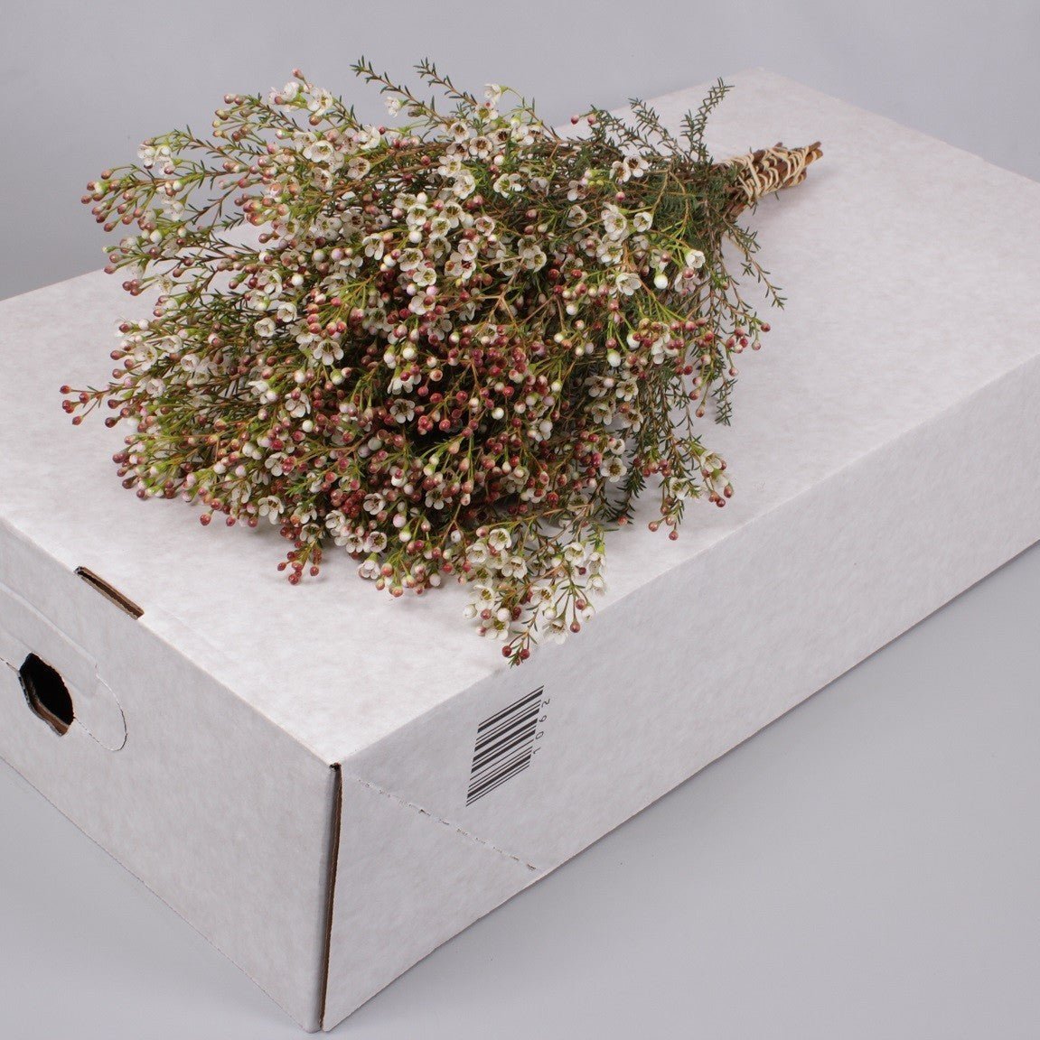 Wax Flower &#39;Maya&#39; (Various Lengths)
