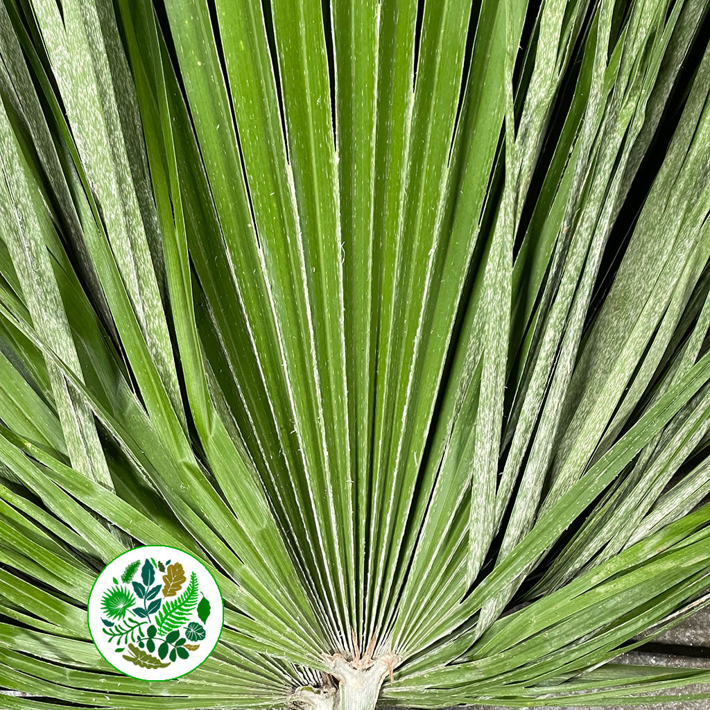 Palm &#39;Chamerops&#39; Leaves (Various Sizes)