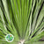 Palm 'Chamerops' Leaves (Various Sizes)
