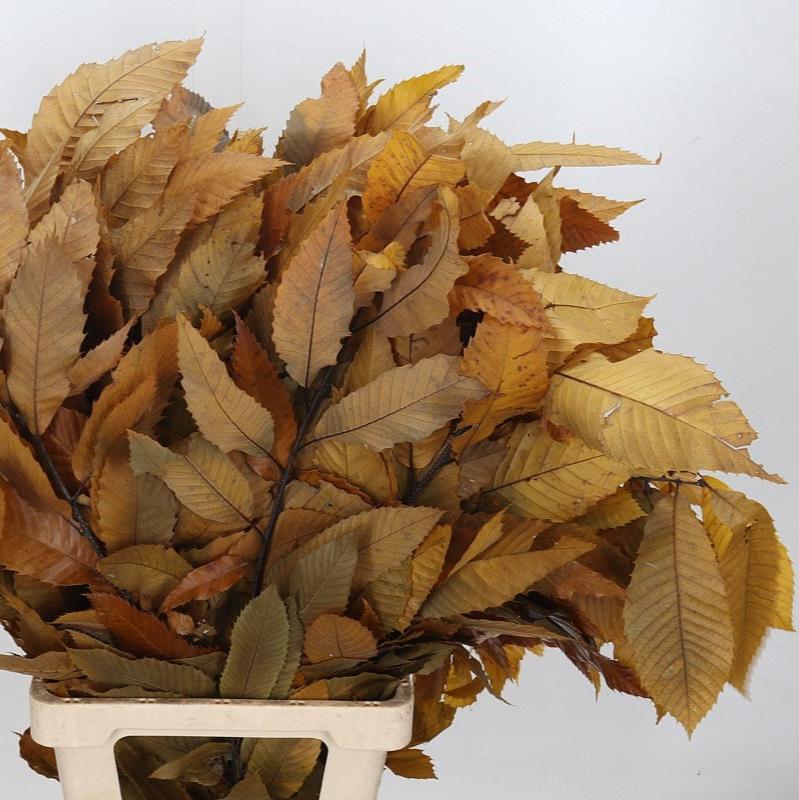 Chestnut &#39;Stabalised&#39; (Various Colours) (DRY) 70cm (150g)