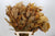 Chestnut 'Stabalised' (Various Colours) (DRY) 70cm (150g)