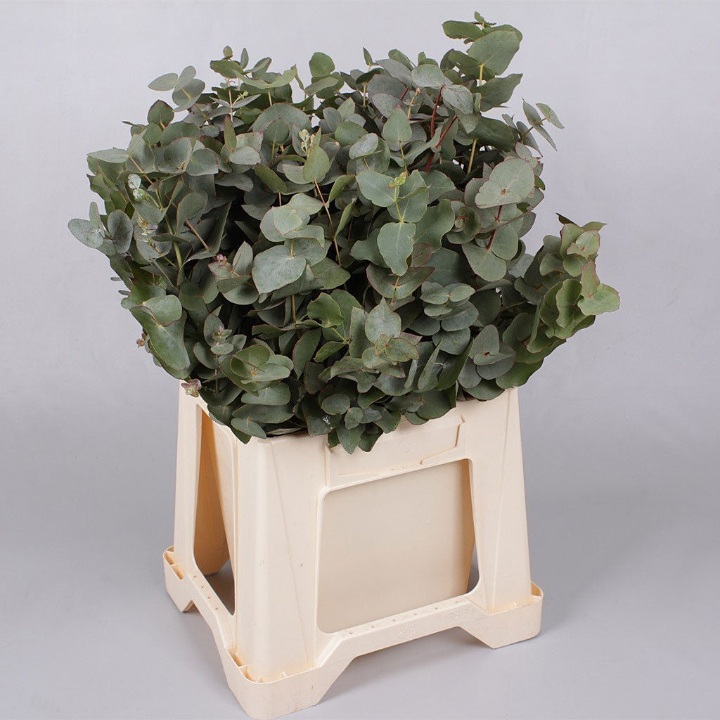 Eucalyptus 'Cinerea' (50cm-80cm)
