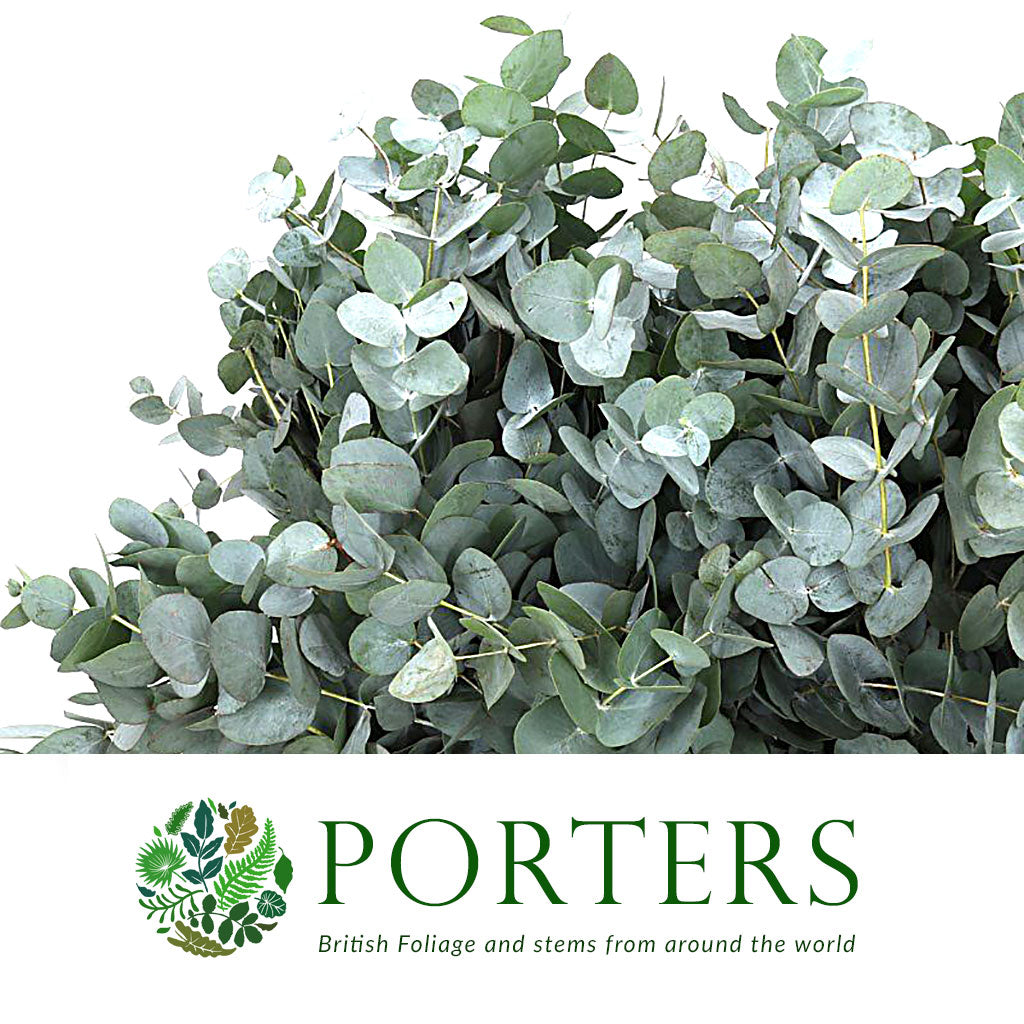 Eucalyptus 'Cinerea' (1-2m)