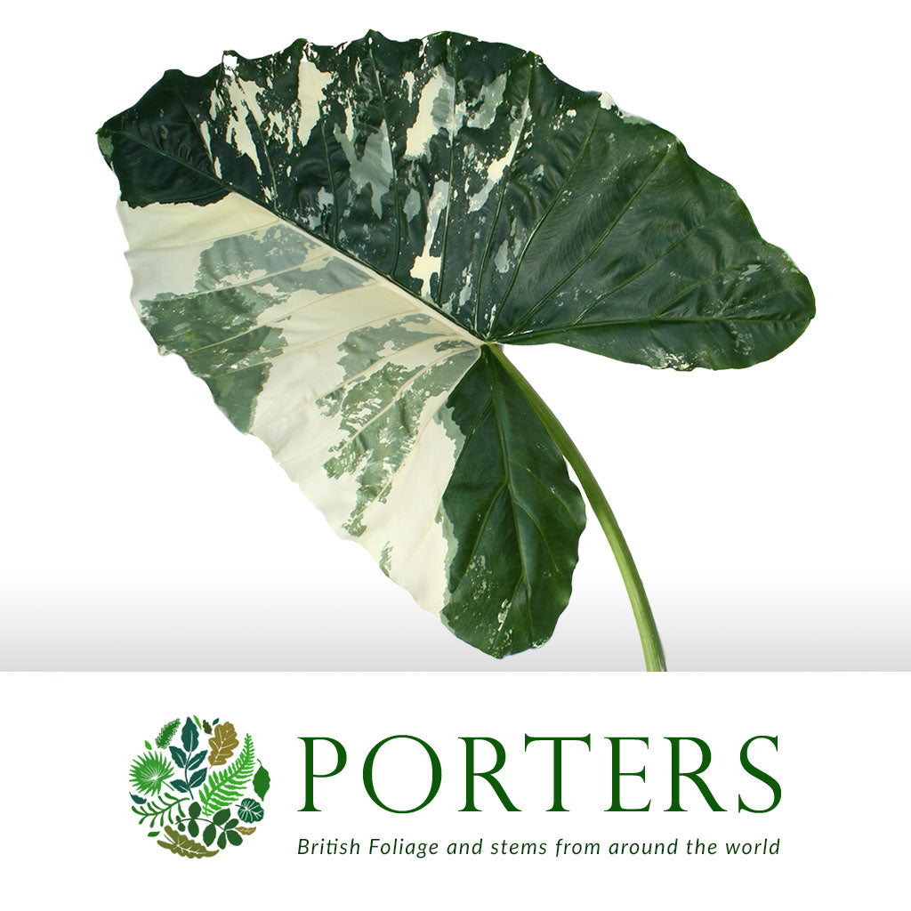 Alocasia &#39;Colocasia&#39; Leaves (Verigated) (Various Sizes)