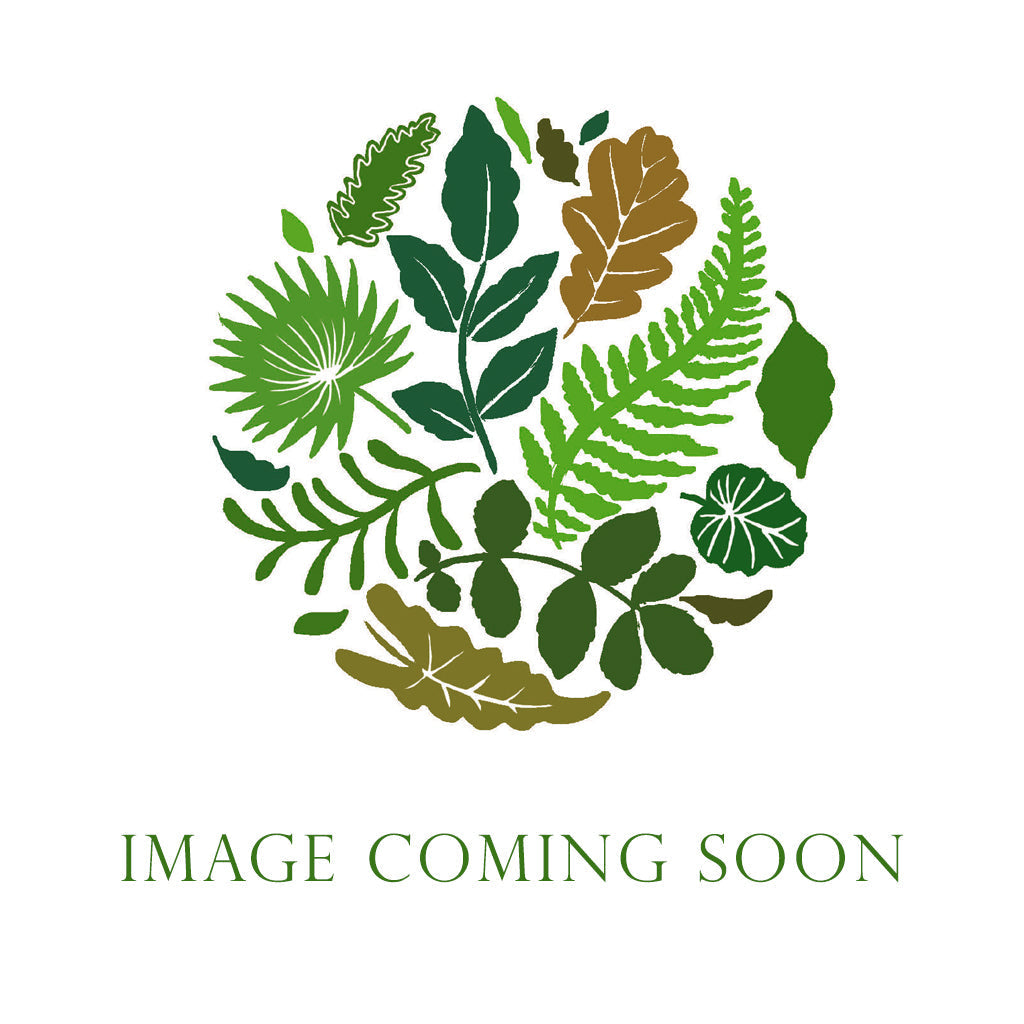 Salix 'Golden Curls' (Painted) Various Colours) 130cm (x50st)