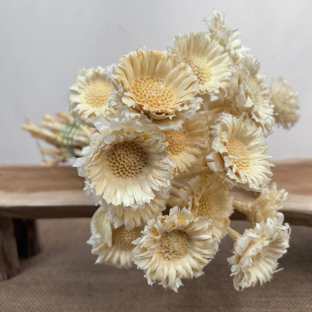 Protea &#39;Compacta Rosette Flower&#39; Bleached (DRY) (x20)