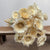 Protea 'Compacta Rosette Flower' Bleached (DRY) (x20)