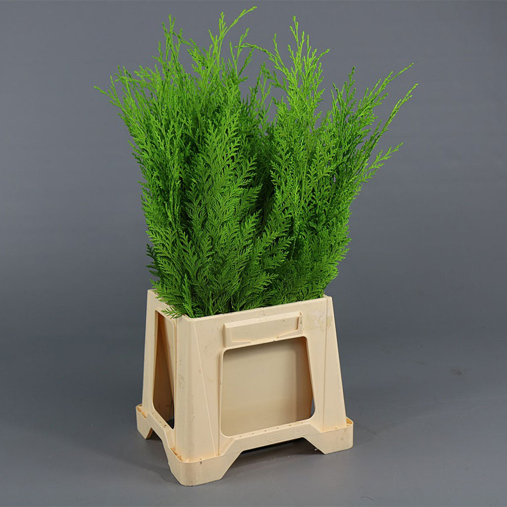 Conifer (Painted) (Various Colours)